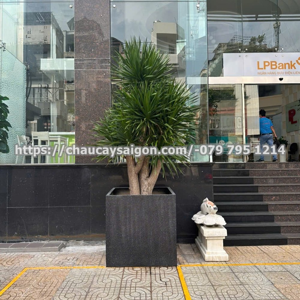 Chậu composite vuông lớn giả đá