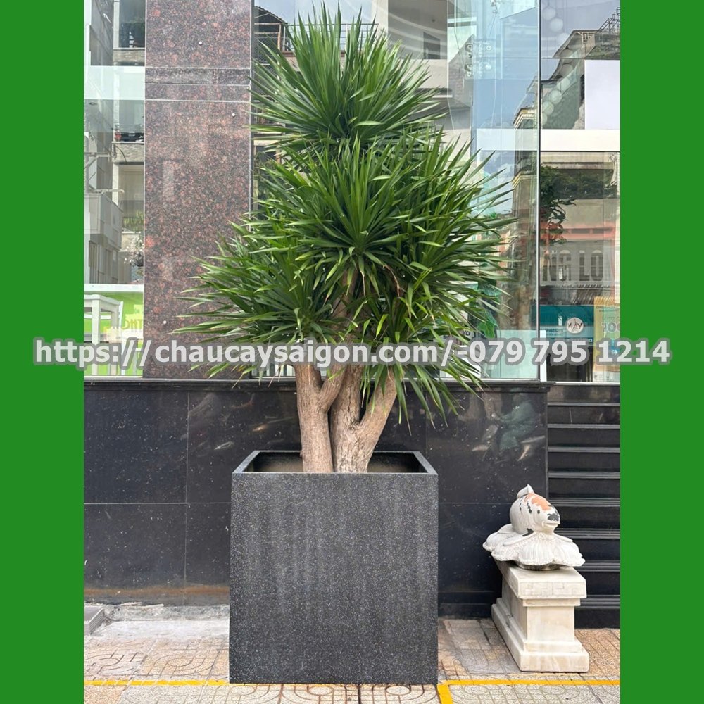 Chậu composite vuông lớn giả đá 3