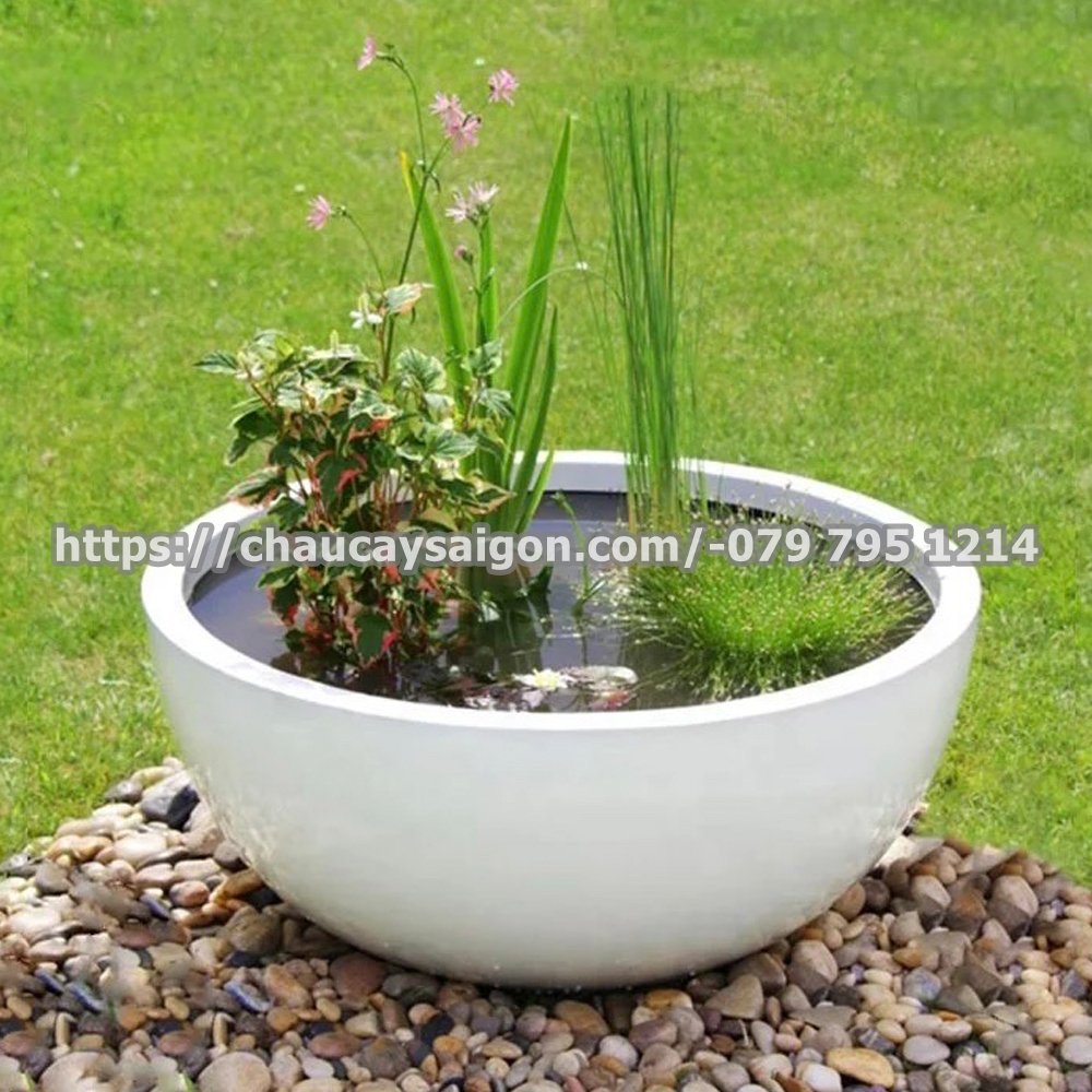 Chậu composite trồng sen 2