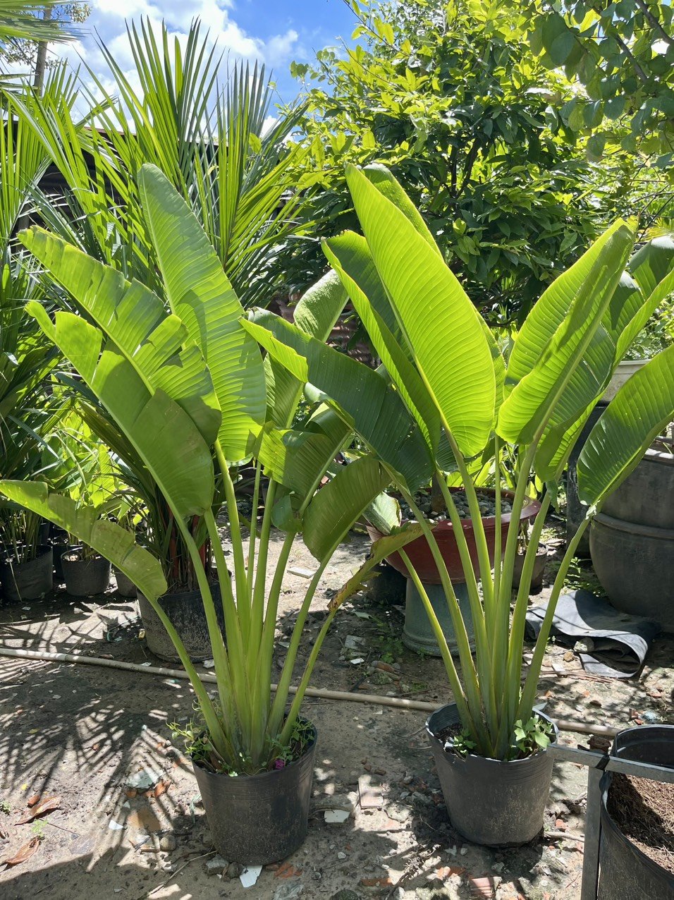 Chuối rẻ quạt 120cm-150cm-180cm 2
