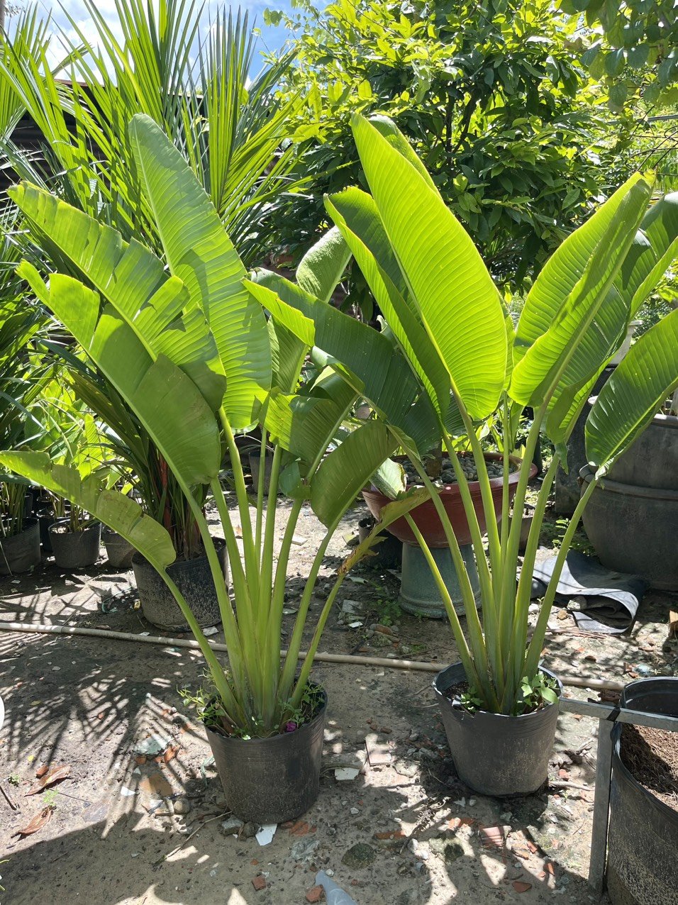 Chuối rẻ quạt 120cm-150cm-180cm