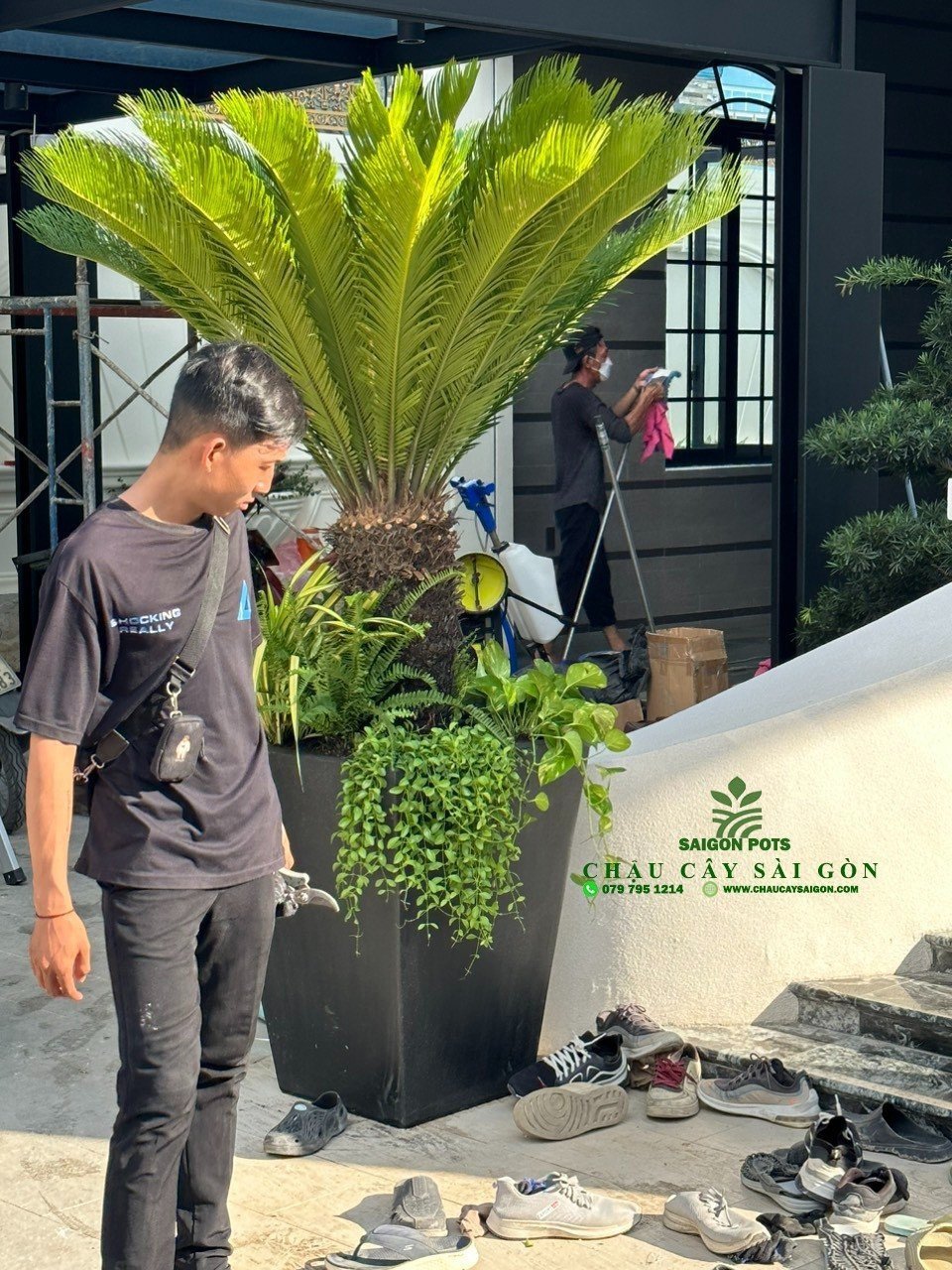 Cây Vạn Tuế 1m-3m 3