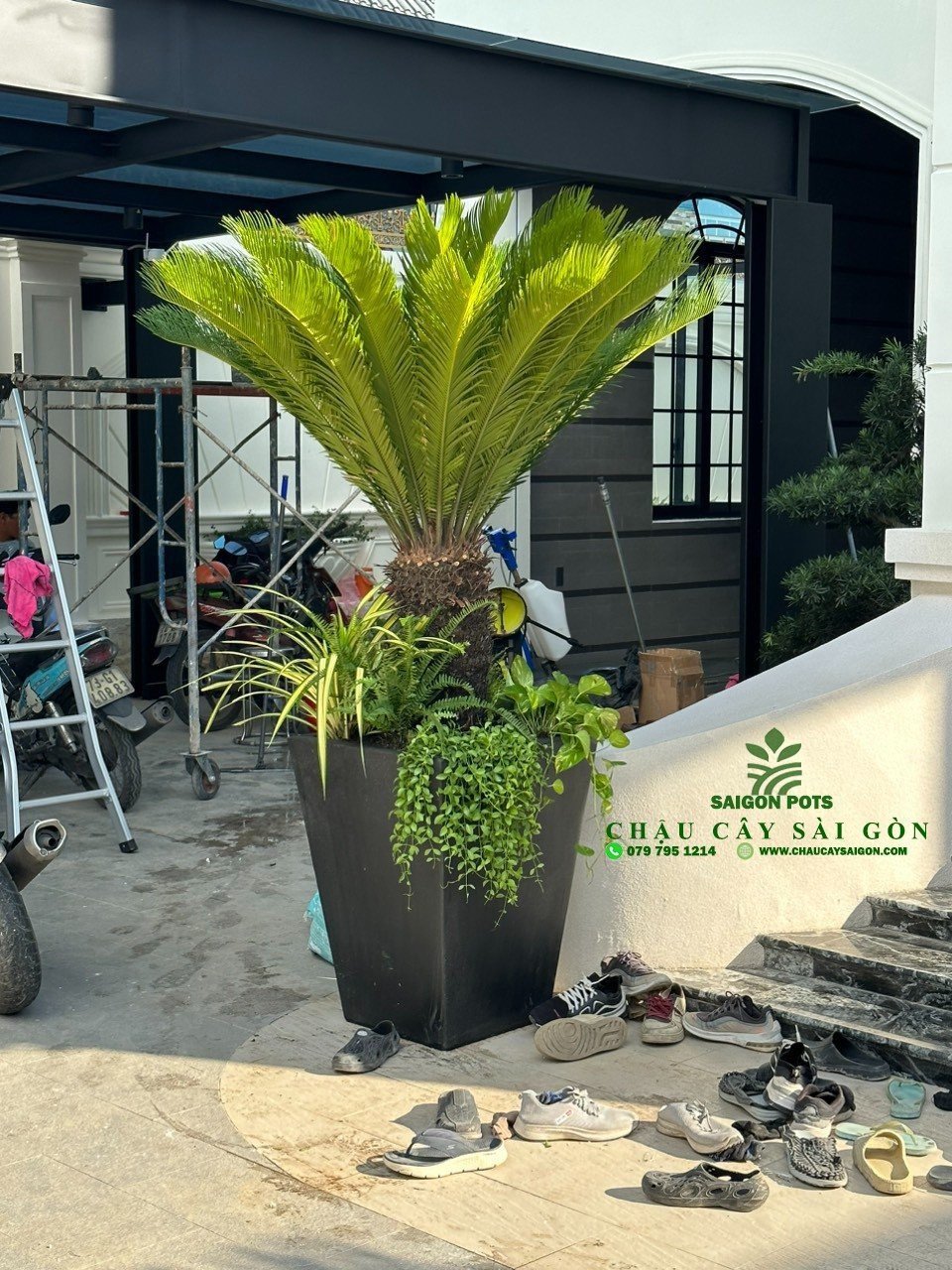Cây Vạn Tuế 1m-3m