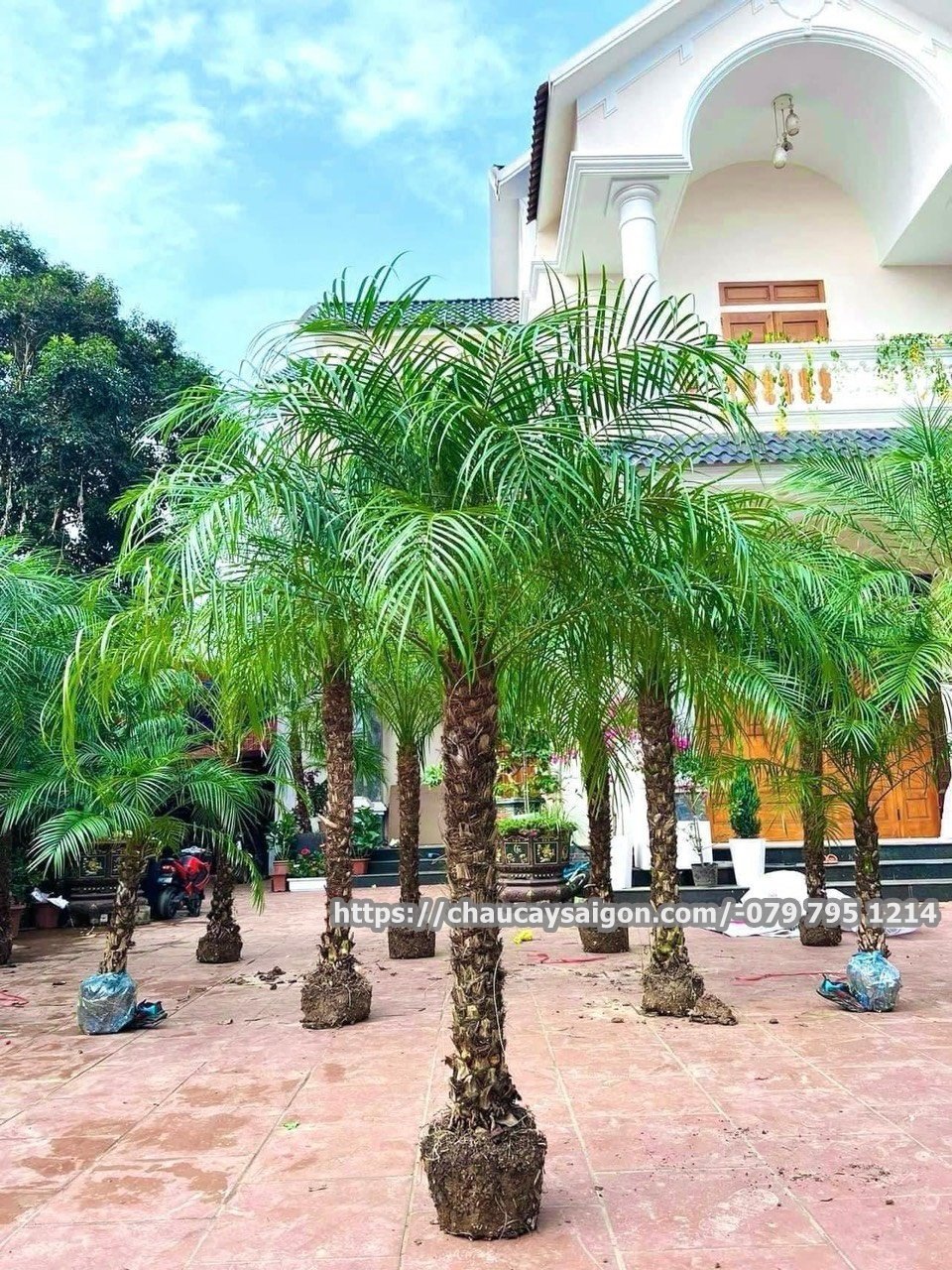 Cau nga mi-Chà là cảnh