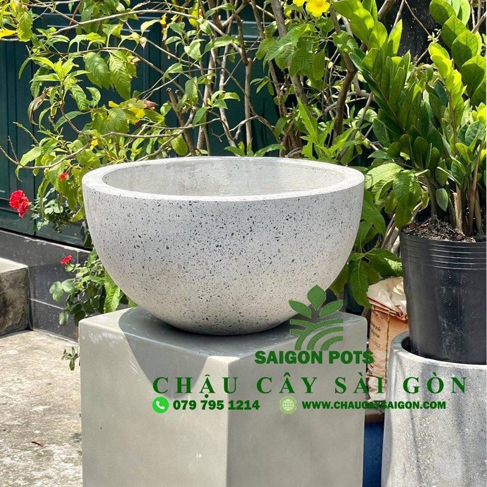 Chậu xi măng trồng sen