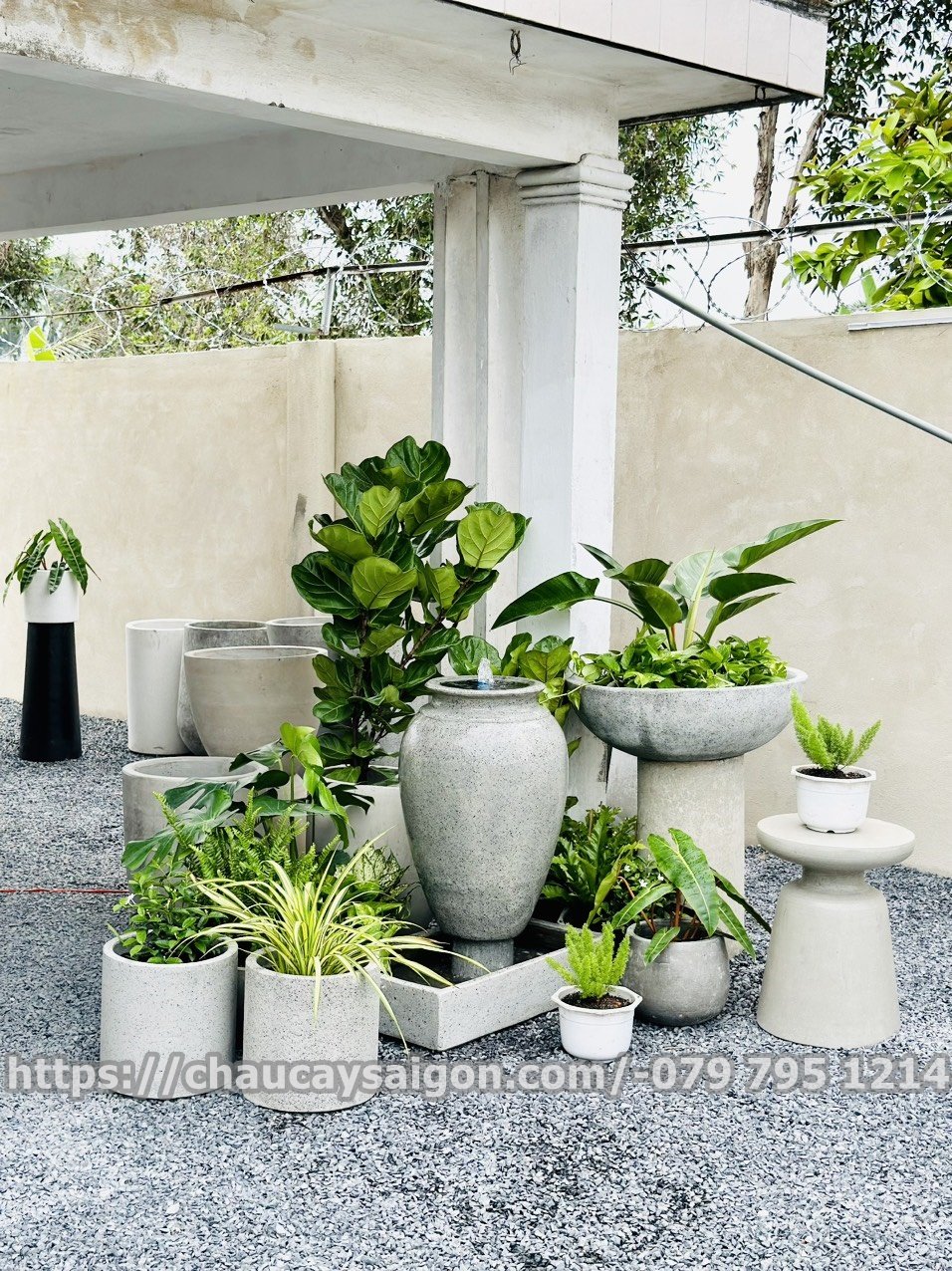 Lu trồng sen đá mài