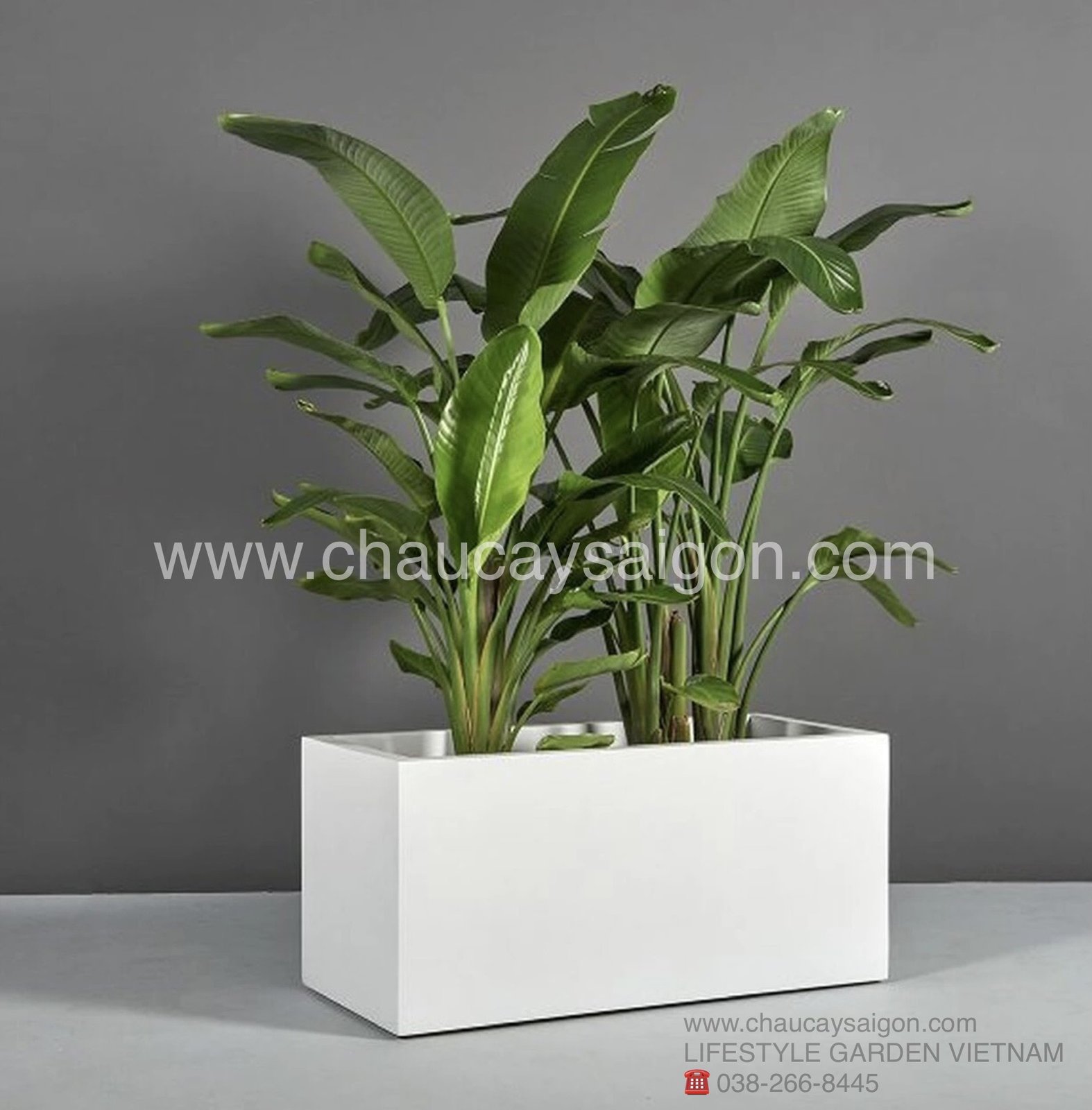 Chậu composite chữ nhật 60×30 giá rẻ tại TP.HCM 3