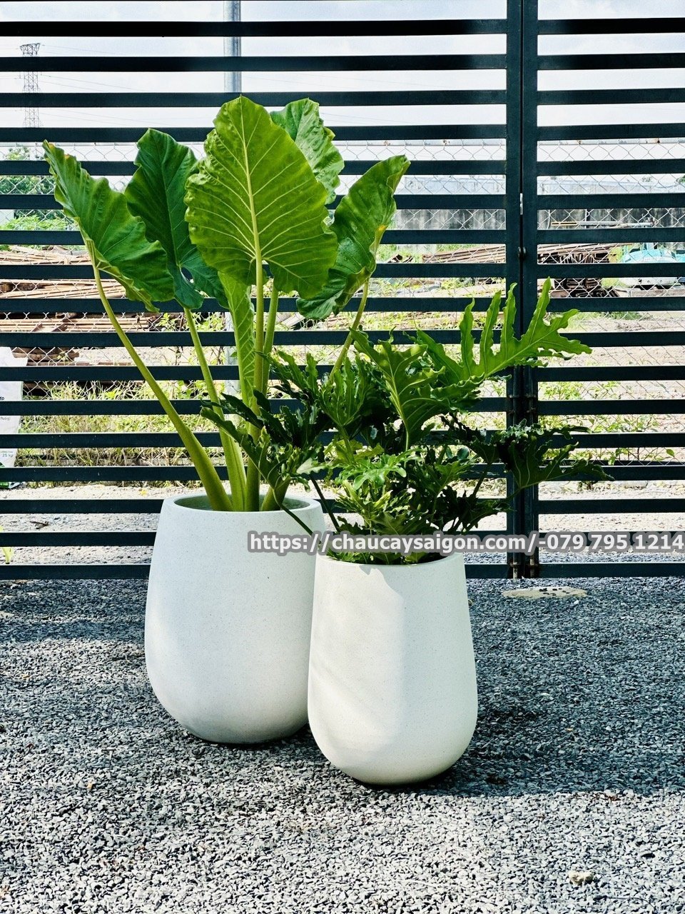 Chậu xi măng giọt nước