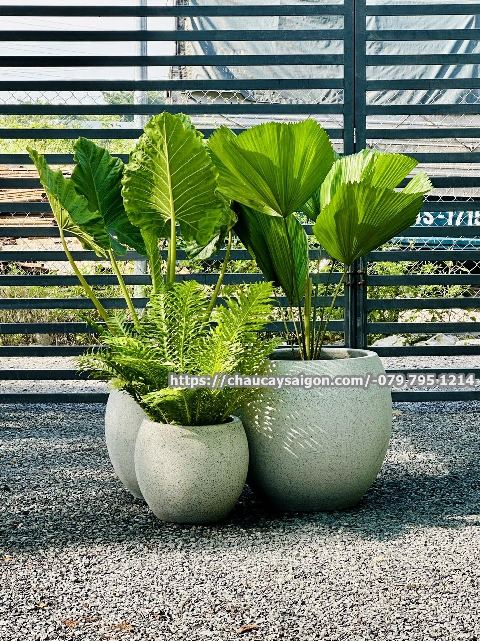Chậu xi măng đá mài hình gáo dừa