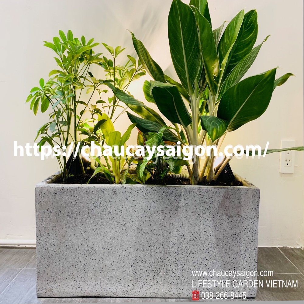 Chậu xi măng chữ nhật,chậu chữ nhật trồng cây 80x30cm giá từ 180,000VNĐ 3