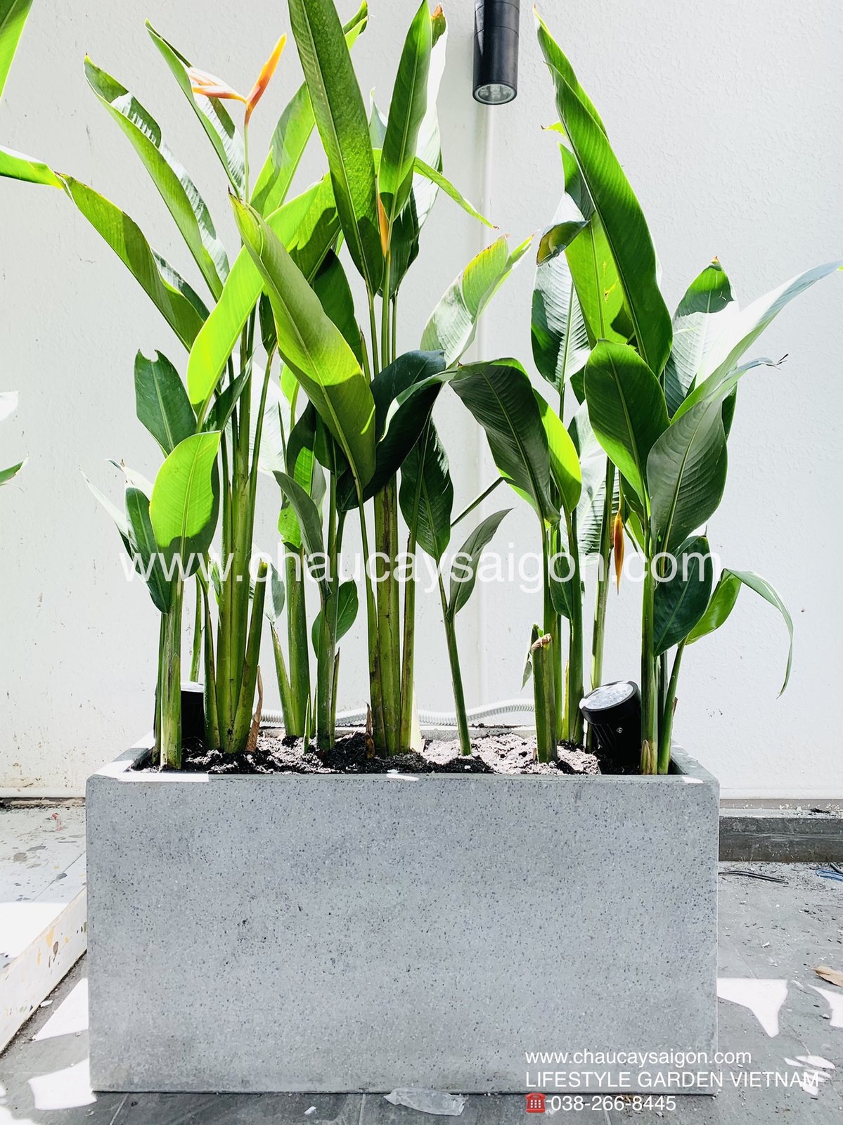 Chậu xi măng đá mài xám chữ nhật 60x30x30 3