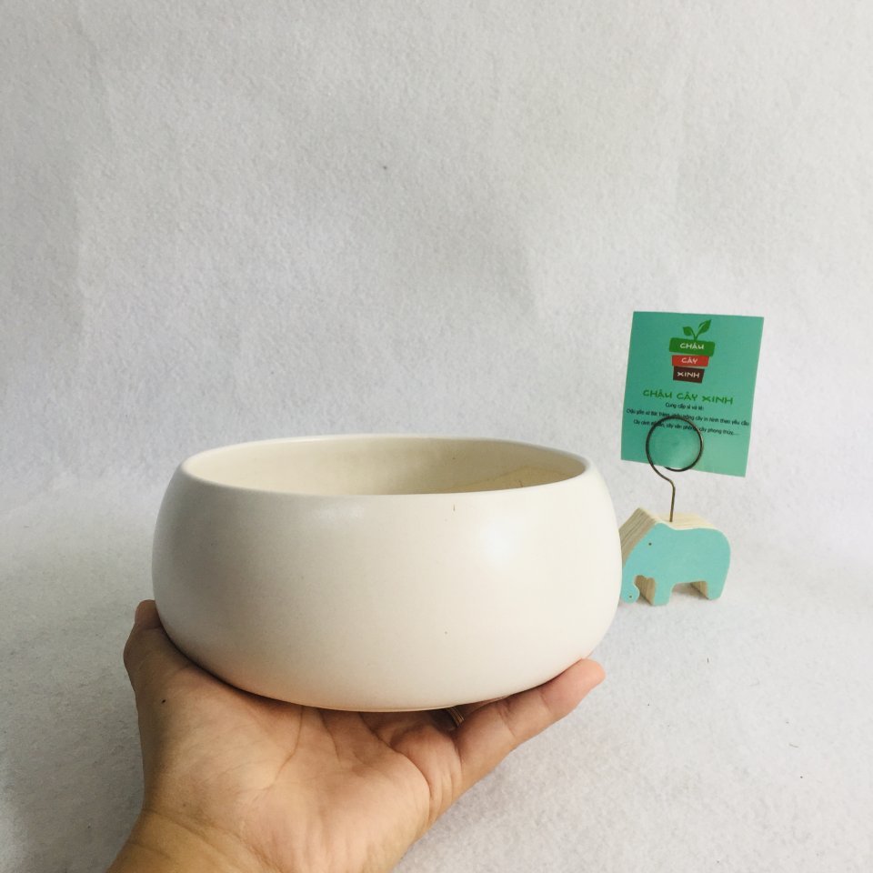 Chậu Hạt dẻ lùn 14 2