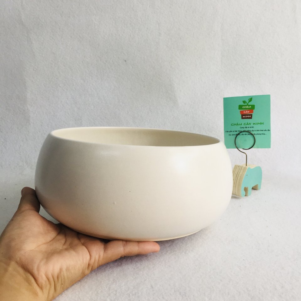 Chậu Hạt dẻ lùn 18 2