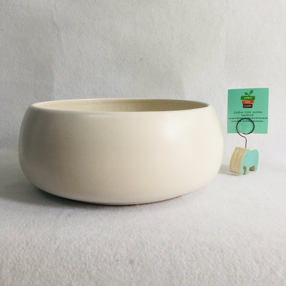 Chậu Hạt dẻ lùn 23