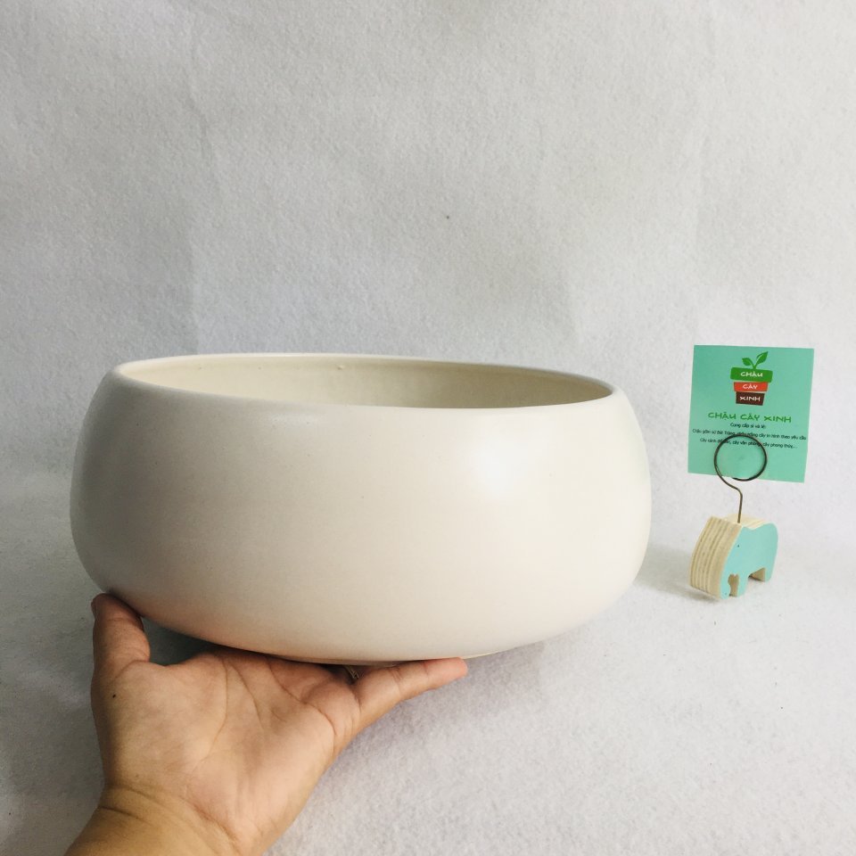 Chậu Hạt dẻ lùn 23 2