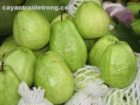 Cây Ổi Lê Đài Loan 2
