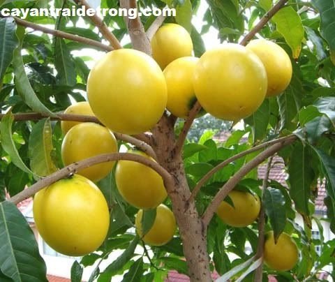 Cây Vú Sữa Hoàng Kim 2