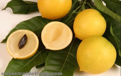 Cây Vú Sữa Hoàng Kim
