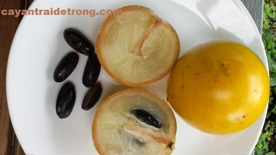 Cây Vú Sữa Hoàng Kim 3