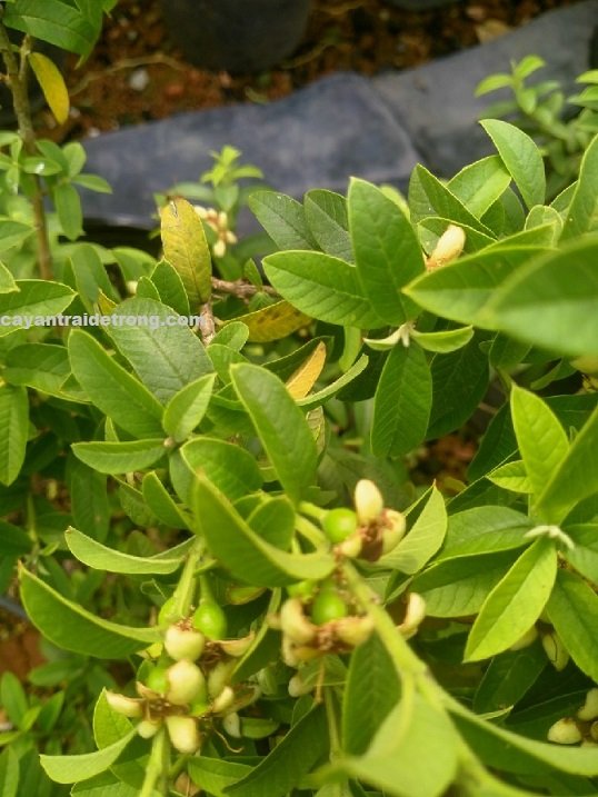Cây Ổi Sẻ Lá Nhỏ 2