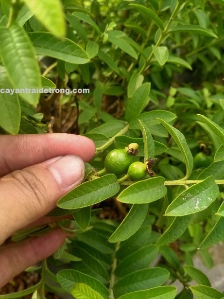 Cây Ổi Sẻ Lá Nhỏ
