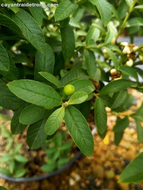 Cây Ổi Sẻ Lá Nhỏ 3