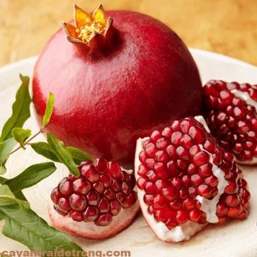 Cây Lựu Đỏ Ấn Độ