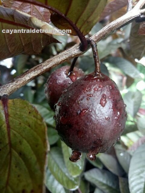 Cây Ổi Tím