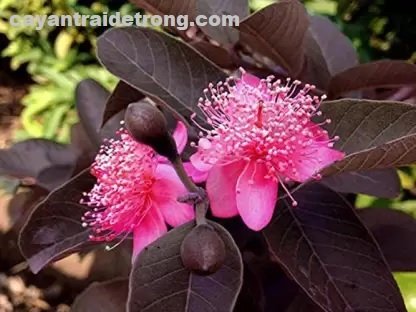 Cây Ổi Tím 2