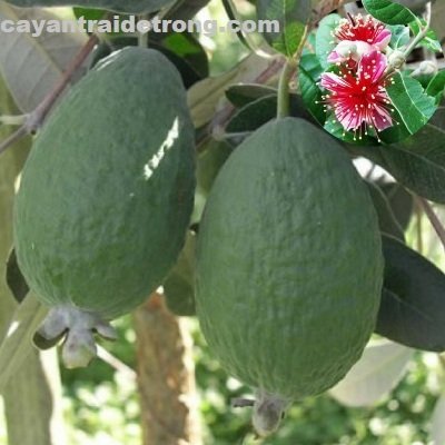 Cây Ổi Dứa