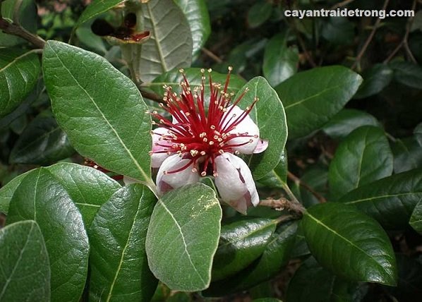 Cây Ổi Dứa 2
