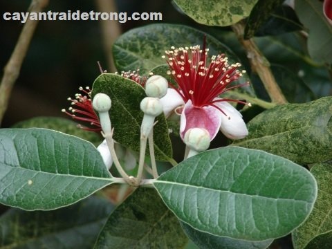 Cây Ổi Dứa 3