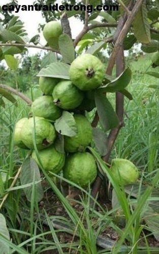 Cây Ổi Nữ Hoàng 3