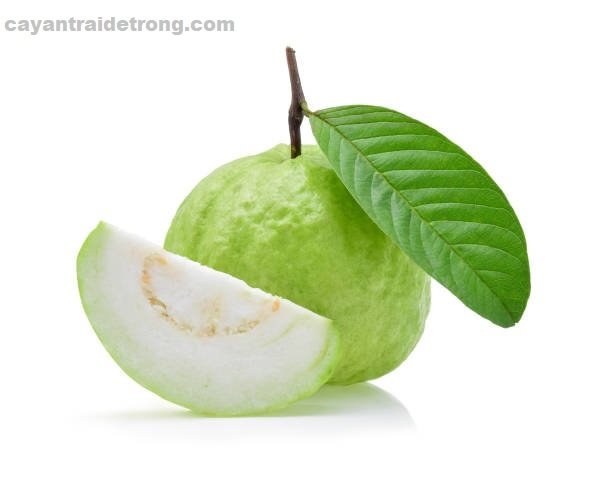 Cây Ổi Nữ Hoàng