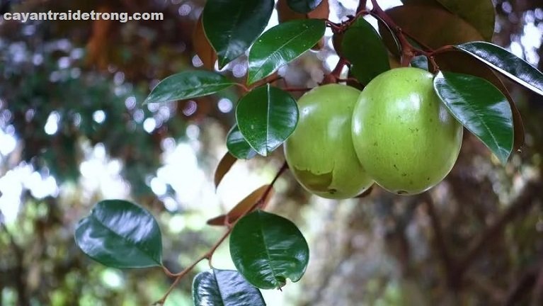 Cây Vú Sữa Lò Rèn 2