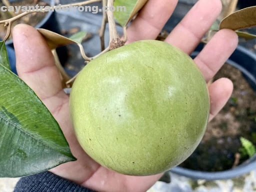 Cây Vú Sữa Lò Rèn