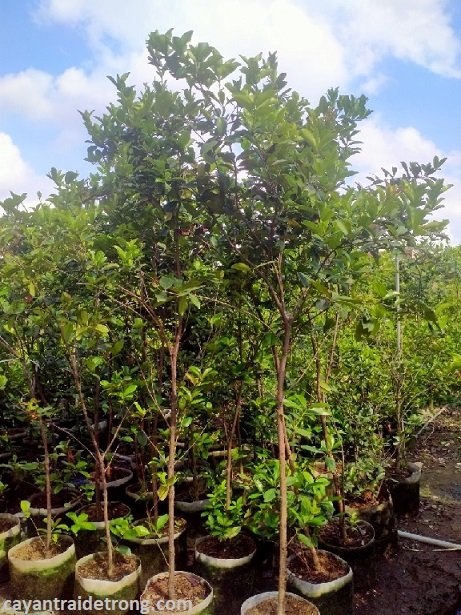 Cây Cherry Nam Mỹ 3