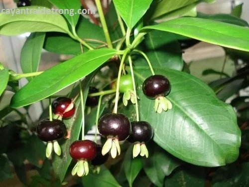 Cây Cherry Nam Mỹ