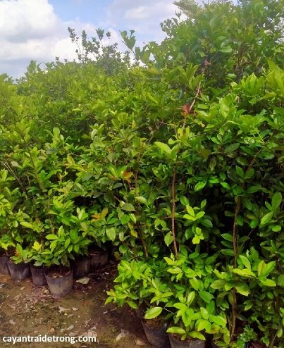 Cây Cherry Nam Mỹ 2