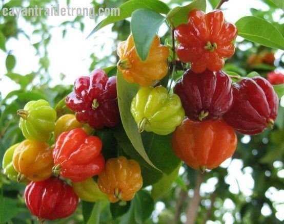 Cây Cherry Khía 2