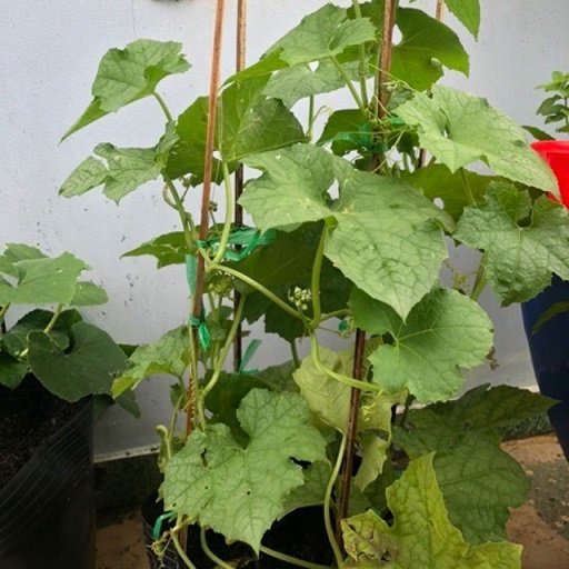 Cây Mướp Hương 3