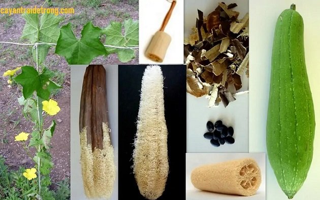 Cây Mướp Hương 2