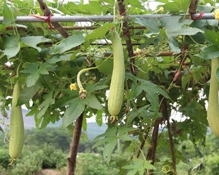 Cây Mướp Hương