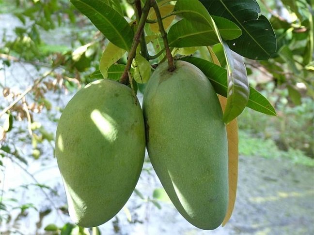Cây Xoài Thái