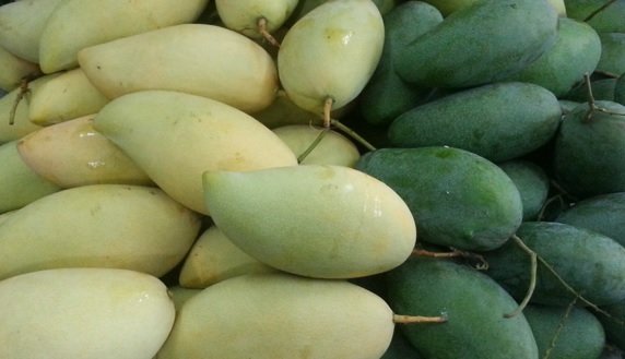 Cây Xoài Thái 3