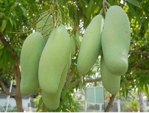 Cây Xoài Thái 2