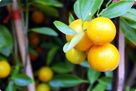 Cây Tắc có trái