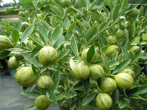 Cây Tắc Cẩm Thạch 3