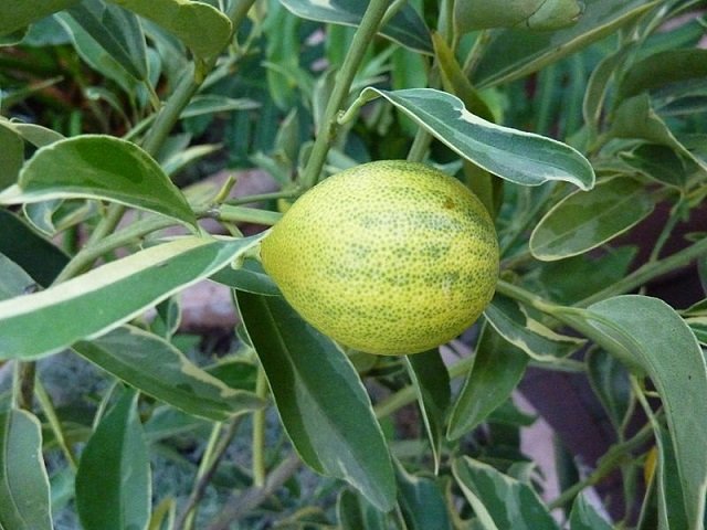 Cây Tắc Cẩm Thạch 2