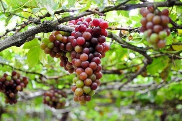 Gốc Cây Nho Ninh Thuận 3